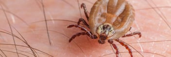 Zeckenstich – Borreliose und FSME erkennen